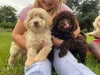 Labradoodle Multigen Pups puppy jonge hond Doodle Labrador, Dieren en Toebehoren, Honden | Retrievers, Spaniëls en Waterhonden