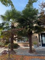 Palmboom groot, Tuin en Terras, Planten | Bomen, Zomer, Palmboom, 400 cm of meer, Ophalen