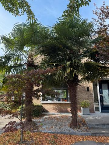 Palmboom groot beschikbaar voor biedingen