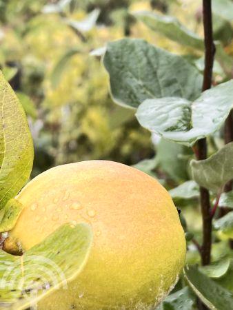 FRUIT Cydonia oblonga kweepeer voedselbos fruittuin oud ras, Tuin en Terras, Planten | Tuinplanten, Vaste plant, Fruitplanten