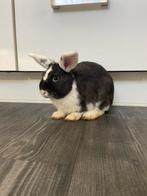 Konijnen 2 stuks, Dieren en Toebehoren, Konijnen, Mannelijk