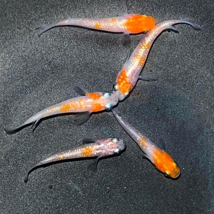 Kohaku - Oryzias Latipes - Koidreams Valburg, Dieren en Toebehoren, Vissen | Aquariumvissen, Zoetwatervis, Vis, Schoolvis