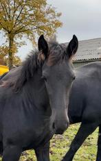 Fries merrie veulen - Stendert 447 x Felle 422, Dieren en Toebehoren, Merrie, Niet van toepassing, Gechipt, 0 tot 2 jaar