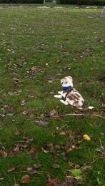Te koop: lieve Australian Shepherd x Border, Dieren en Toebehoren, Reu, CDV (hondenziekte), 8 tot 15 weken, Eén hond