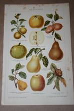 Antieke kleurenlitho - Appels, peren, mispel - Circa 1905 !!, Ophalen of Verzenden