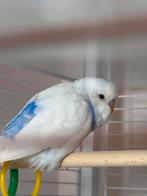 Grasparkiet (man), Dieren en Toebehoren, Mannelijk, Parkiet, Tam