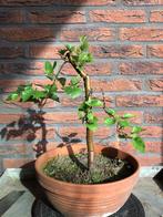 Witte berk bonsai starter, Tuin en Terras, Minder dan 100 cm, Overige soorten, Ophalen