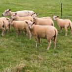 TE KOOP Dekrammen, Dieren en Toebehoren, Schapen, Geiten en Varkens, Meerdere dieren, Schaap