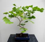 Ginkgo Biloba Bonsai- Tempelboom, Bloeit niet, Overige soorten, Minder dan 100 cm, Ophalen