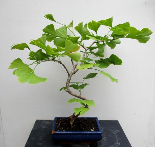 Ginkgo Biloba Bonsai- Tempelboom, Tuin en Terras, Planten | Bomen, Overige soorten, Minder dan 100 cm, Volle zon, Bloeit niet