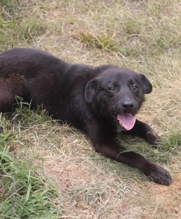 Tuz zoekt lief baasje, Dieren en Toebehoren, Honden | Niet-rashonden, Middel, Reu, Particulier, Eén hond, Buitenland, 1 tot 2 jaar