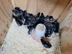 Orpington groot kuikens, Meerdere dieren, Kip