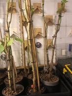 Brugmansia geel en wit 12 stuks winterklaar, Overige soorten, Volle zon, Vaste plant, Ophalen of Verzenden