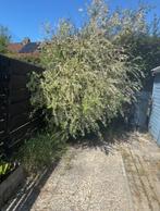 Gratis bomen/ heg, Tuin en Terras, Planten | Bomen, Ophalen, Volle zon
