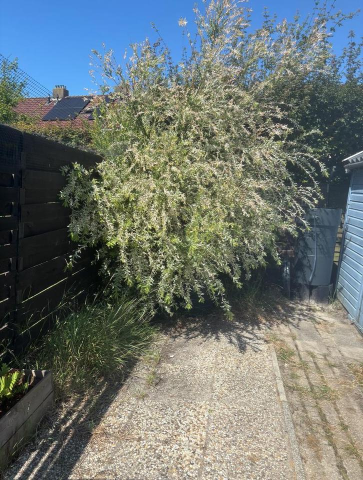 Gratis bomen/ heg, Tuin en Terras, Planten | Bomen, Volle zon, Ophalen