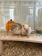 Mannelijk gerbil koppel ter adoptie, Dieren en Toebehoren, Knaagdieren, Januari, Mannelijk, Overige typen