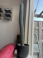 Cereus Cactus  100CM Hoog, Ophalen, 100 tot 150 cm, Bloeiende kamerplant, Volle zon