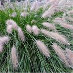 Pennisetum alo hameln. Siergrassen met pluim. Lampenpoetser, Tuin en Terras, Vaste plant, Siergrassen, Ophalen of Verzenden, Halfschaduw