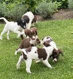 Prachtige BORDER COLLIE x HEIDEWACHTEL pups, Dieren en Toebehoren, Honden | Niet-rashonden, Nederland, CDV (hondenziekte), 8 tot 15 weken