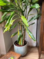 Grote Dracaena kamerplant - bijna 2 meter!, Ophalen, Overige soorten, Halfschaduw, In pot