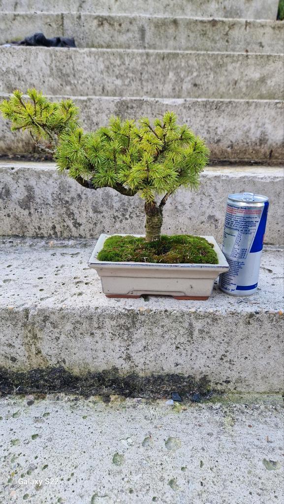 Picea Glauca Bonsai - Witte Spar, Tuin en Terras, Planten | Tuinplanten, Vaste plant, Overige soorten, Volle zon, Bloeit niet