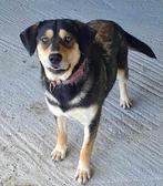 PRACHTIGE BELLA EEN VROLIJK JONG TEEFJE GENIET VAN WANDELING, Particulier, Rabiës (hondsdolheid), Buitenland, Meerdere dieren