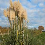 Prachtig Palmgras - pluimen!, Tuin en Terras, Planten | Tuinplanten, Ophalen, Volle zon, Eenjarig, Siergrassen