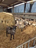 Te koop drachtige schapen 60 stuks, Dieren en Toebehoren, Vrouwelijk, Schaap