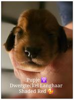 Dwergteckel Langhaar pupjes, Dieren en Toebehoren, Honden | Teckels en Dashonden, Fokker | Hobbymatig, Rabiës (hondsdolheid), 8 tot 15 weken