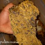 Porcellio incanus, Overige soorten