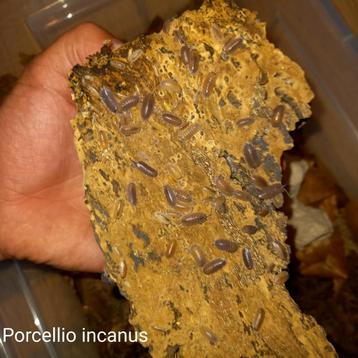Porcellio incanus  beschikbaar voor biedingen