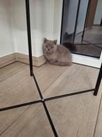 Britse korthaar kittens bruin/Lilac nog 1 kater, Dieren en Toebehoren, Katten en Kittens | Raskatten | Korthaar, Meerdere dieren