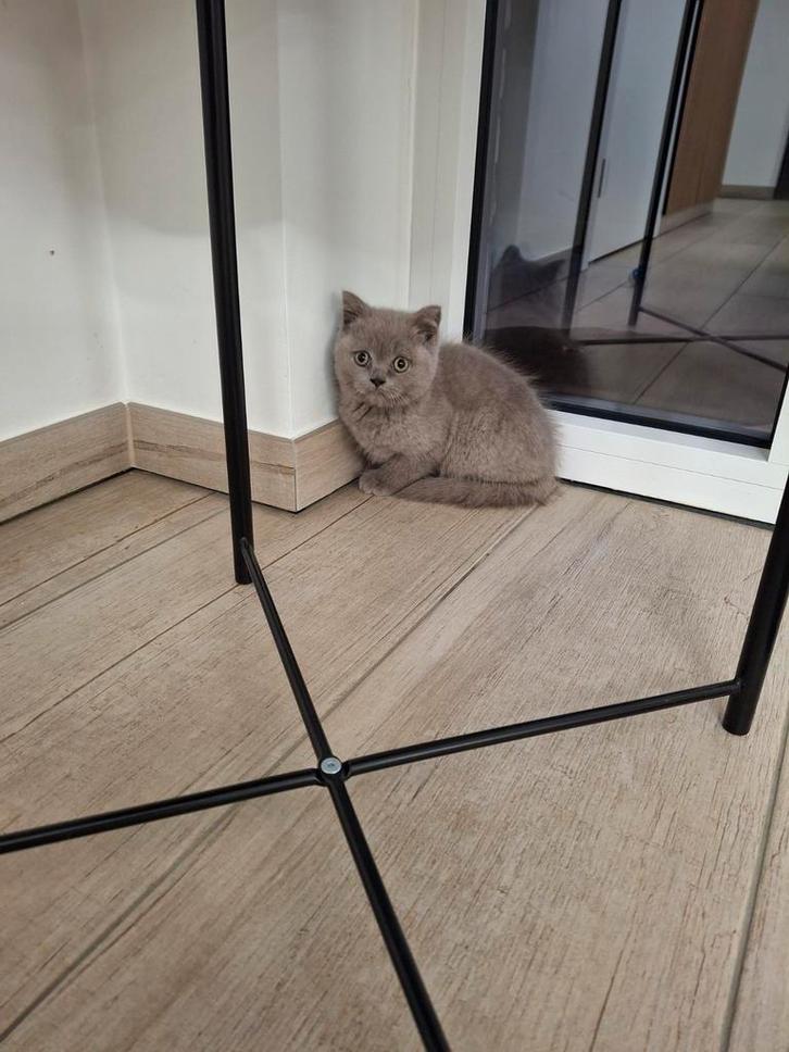 Britse korthaar kittens bruin/Lilac nog 1 kater, Dieren en Toebehoren, Katten en Kittens | Raskatten | Korthaar, Meerdere dieren