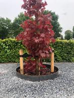 Cortenstaal boomring, Ophalen, Vijgenboom, Lente