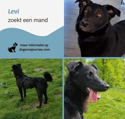 Adoptiehond / waakhond / werkhond Levi zoekt een warme mand., Dieren en Toebehoren, Honden | Herdershonden en Veedrijvers, Reu