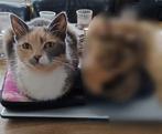 Huisje gezocht voor lieve poes, Dieren en Toebehoren, Katten en Kittens | Overige Katten, Poes, Kortharig, 3 tot 5 jaar