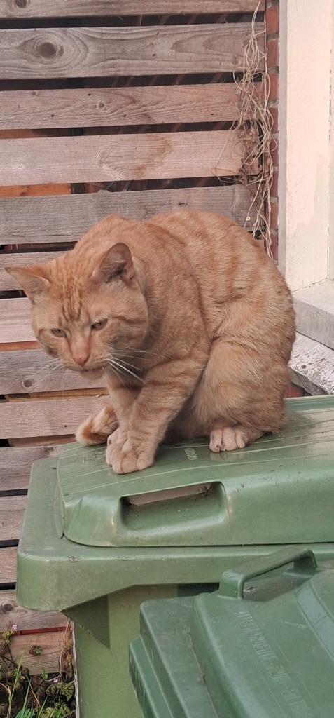 Vermist rode kater, Dieren en Toebehoren, Vermiste en Gevonden Dieren, Kat