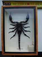 Schorpioen in houten lijstje, Ophalen