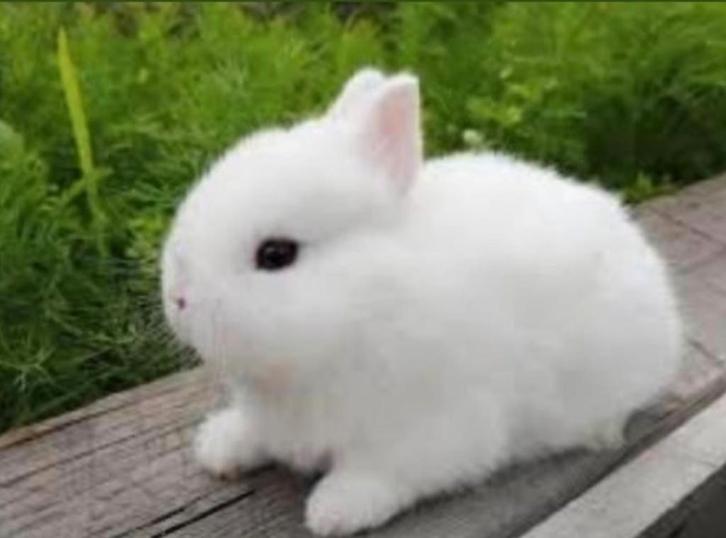 LIEVE TAMME RASZUIVERE TENTOONSTELLING DWERGKONIJNTJES, Dieren en Toebehoren, Konijnen, Dwerg, Meerdere dieren, 0 tot 2 jaar