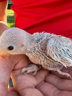 Jonge lacewing halsbandparkiet, Dieren en Toebehoren, Vogels | Parkieten en Papegaaien, Geslacht onbekend, Parkiet