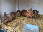 Nestje dwergkonijnen, Dieren en Toebehoren, Konijnen, Meerdere dieren, Dwerg