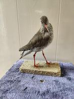 Prachtige opgezette vogel, Verzamelen, Dierenverzamelingen, Ophalen of Verzenden, Zo goed als nieuw, Vogel, Opgezet dier