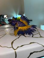 Betta/ siamese vecht vis/ kempvis beeldje, Dieren en Toebehoren, Vissen | Aquariumvissen, Vis