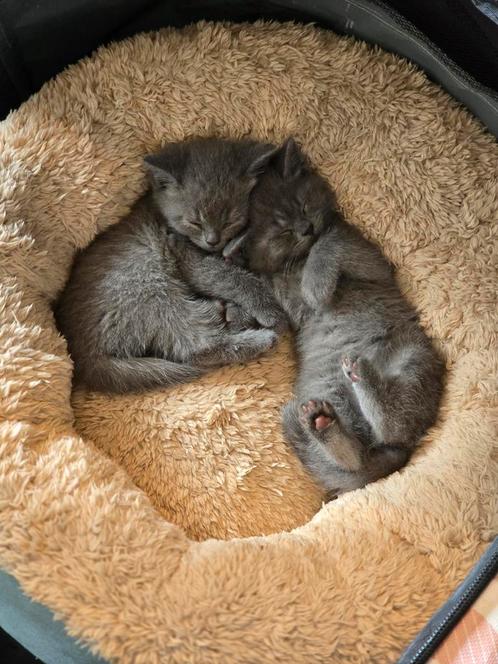 Nog Mooi 2 grijs kittens Brits korthaar, Dieren en Toebehoren, Katten en Kittens | Raskatten | Langhaar