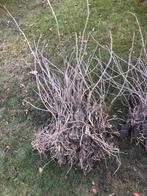 Sambucus Nigra - gewone vlier(bes), Ophalen of Verzenden, Overige soorten, Volle zon