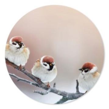 Muurcirkels vogels beschikbaar voor biedingen