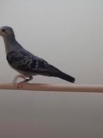 1-1 Blauwe grond duif, Dieren en Toebehoren, Vogels | Overige Vogels, Meerdere dieren, Tropenvogel, Geringd