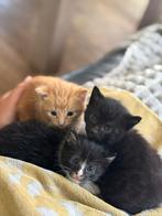 Jonge kittens, Dieren en Toebehoren, Katten en Kittens | Overige Katten, Meerdere dieren