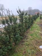 Taxus, Ophalen of Verzenden, Taxus, Minder dan 100 cm