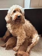 Cockapoo pups doodle pups moeder cockapoo x dwerg poedel